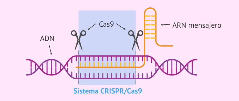 Sistema CRISPR Cas9